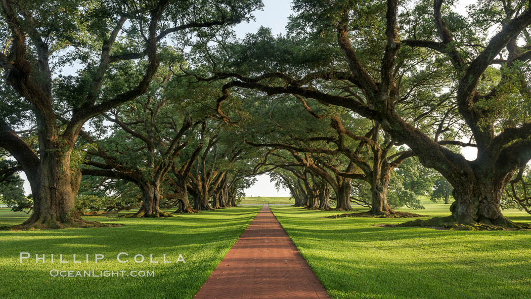 A tunnel of old southern oak trees stretches off toward the Mississippi River.  Oak Alley Plantation and its famous shaded tunnel of  300-year-old southern live oak trees (Quercus virginiana).  The plantation is now designated as a National Historic Landmark. Vacherie, Louisiana, USA, Quercus virginiana, natural history stock photograph, photo id 31021