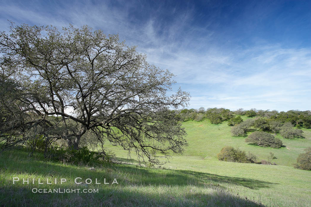 Oak tree and pastoral rolling grass-covered hills. Santa Rosa Plateau Ecological Reserve, Murrieta, California, USA, natural history stock photograph, photo id 20530