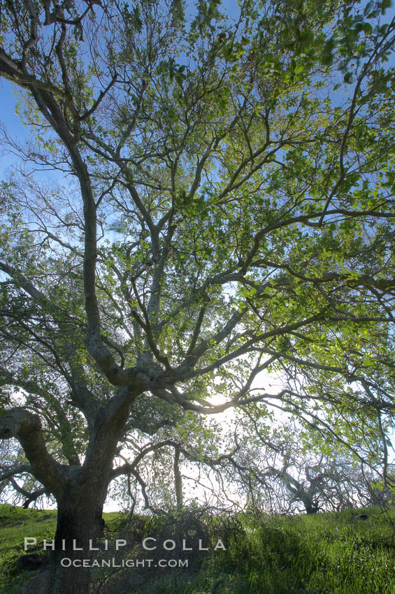 Oak tree backlit by the morning sun, surrounded by boulders and springtime grasses. Santa Rosa Plateau Ecological Reserve, Murrieta, California, USA, natural history stock photograph, photo id 20534