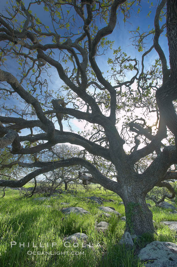 Oak tree backlit by the morning sun, surrounded by boulders and springtime grasses. Santa Rosa Plateau Ecological Reserve, Murrieta, California, USA, natural history stock photograph, photo id 20536