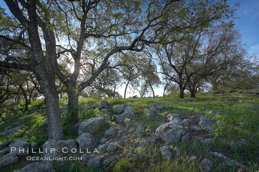 Oak tree backlit by the morning sun, surrounded by boulders and springtime grasses. Santa Rosa Plateau Ecological Reserve, Murrieta, California, USA, natural history stock photograph, photo id 20533