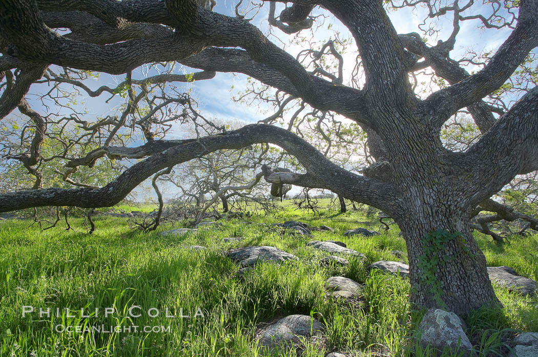 Oak tree backlit by the morning sun, surrounded by boulders and springtime grasses. Santa Rosa Plateau Ecological Reserve, Murrieta, California, USA, natural history stock photograph, photo id 20537