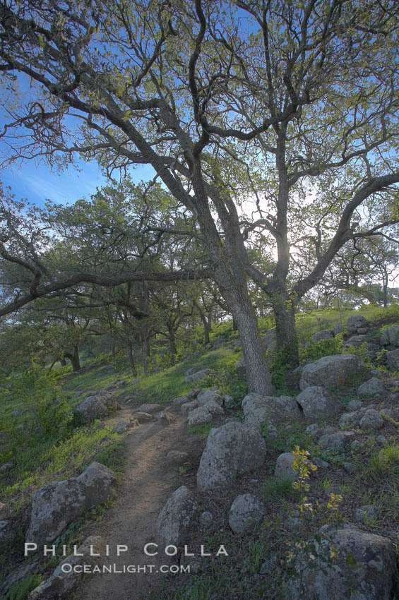 Oak tree and dirt walking path. Santa Rosa Plateau Ecological Reserve, Murrieta, California, USA, natural history stock photograph, photo id 20532