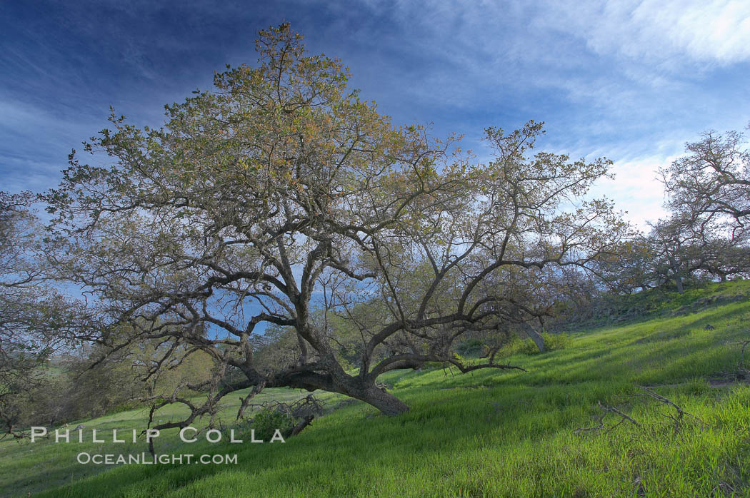 Oak tree and pastoral rolling grass-covered hills. Santa Rosa Plateau Ecological Reserve, Murrieta, California, USA, natural history stock photograph, photo id 20538