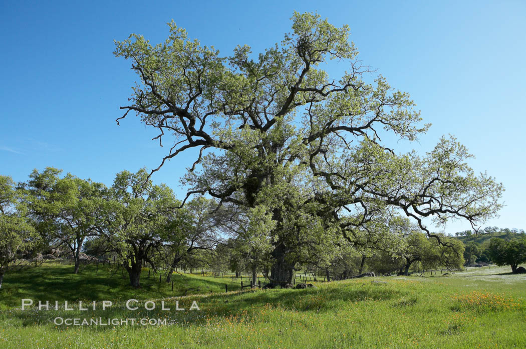 Oak tree, Sierra Nevada foothills. Mariposa, California, USA, Quercus, natural history stock photograph, photo id 16047