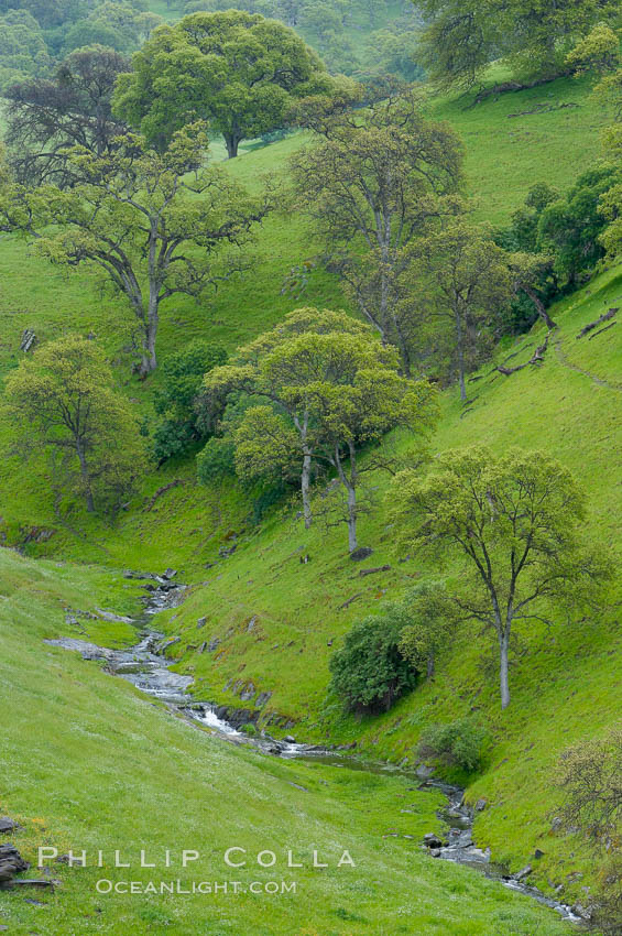 Oak trees and grass cover the countryside in green, spring, Sierra Nevada foothills. Mariposa, California, USA, Quercus, natural history stock photograph, photo id 16059