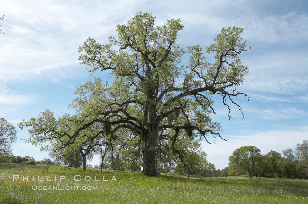 Oak trees and grass cover the countryside in green, spring, Sierra Nevada foothills. Mariposa, California, USA, Quercus, natural history stock photograph, photo id 16053