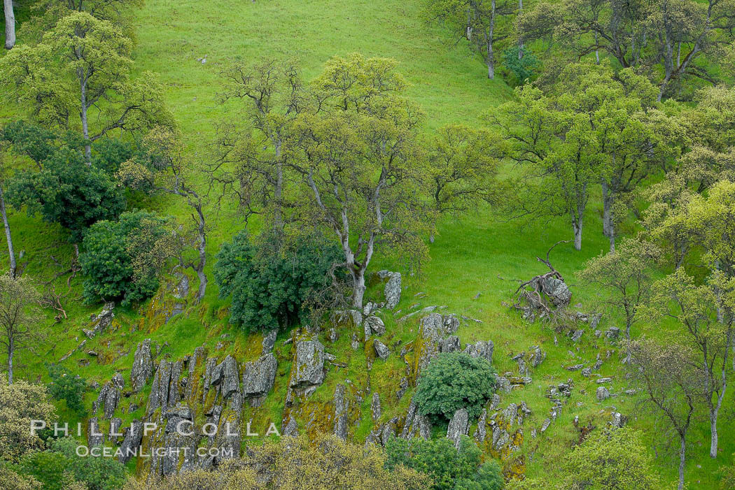 Oak trees and grass cover the countryside in green, spring, Sierra Nevada foothills. Mariposa, California, USA, Quercus, natural history stock photograph, photo id 16065