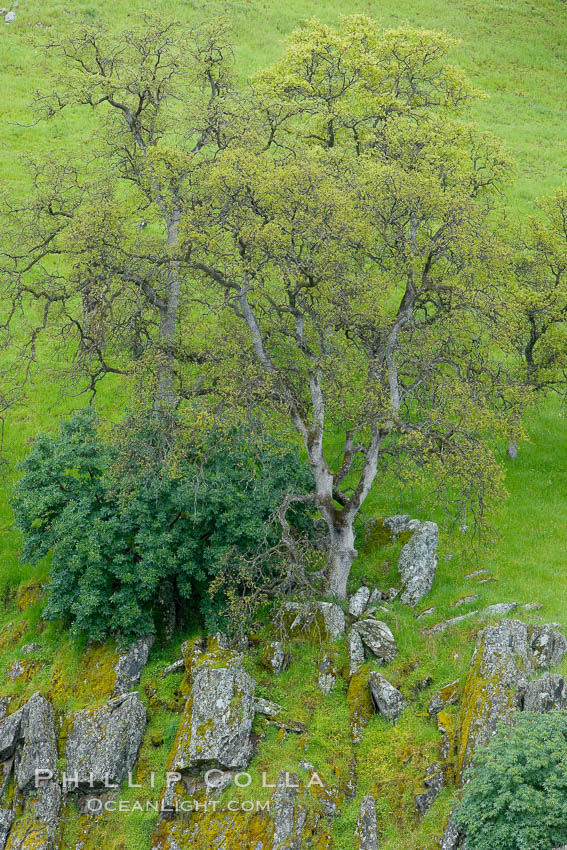 Oak trees and grass cover the countryside in green, spring, Sierra Nevada foothills. Mariposa, California, USA, Quercus, natural history stock photograph, photo id 16060