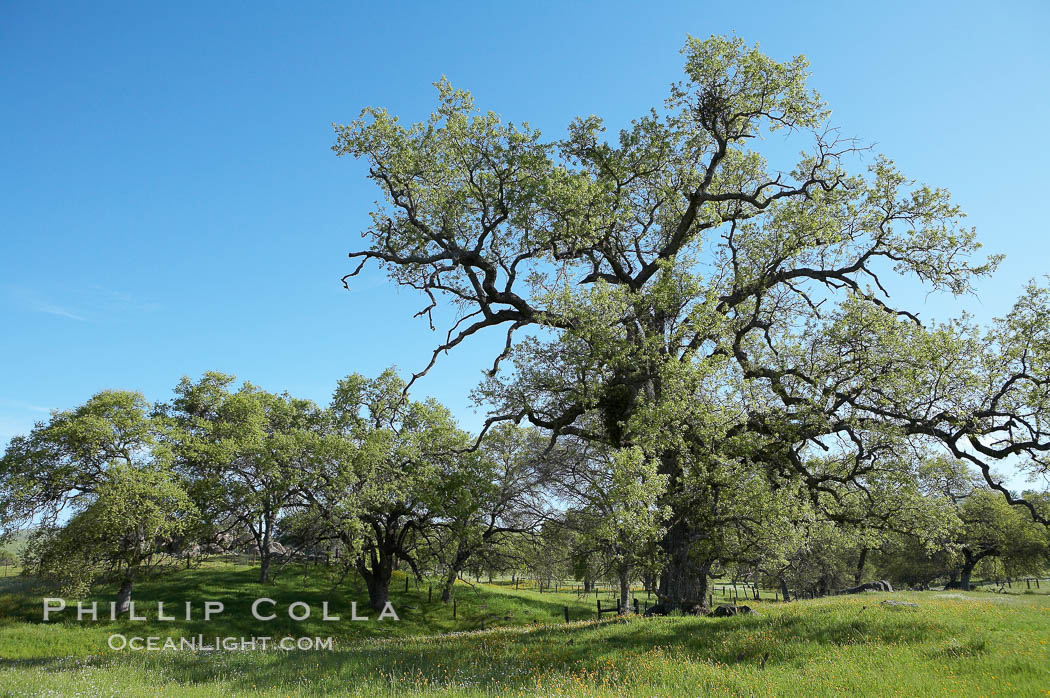 Oak trees and grass cover the countryside in green, spring, Sierra Nevada foothills. Mariposa, California, USA, Quercus, natural history stock photograph, photo id 16051