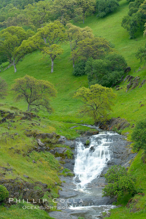 Oak trees and grass cover the countryside in green, spring, Sierra Nevada foothills. Mariposa, California, USA, Quercus, natural history stock photograph, photo id 16063