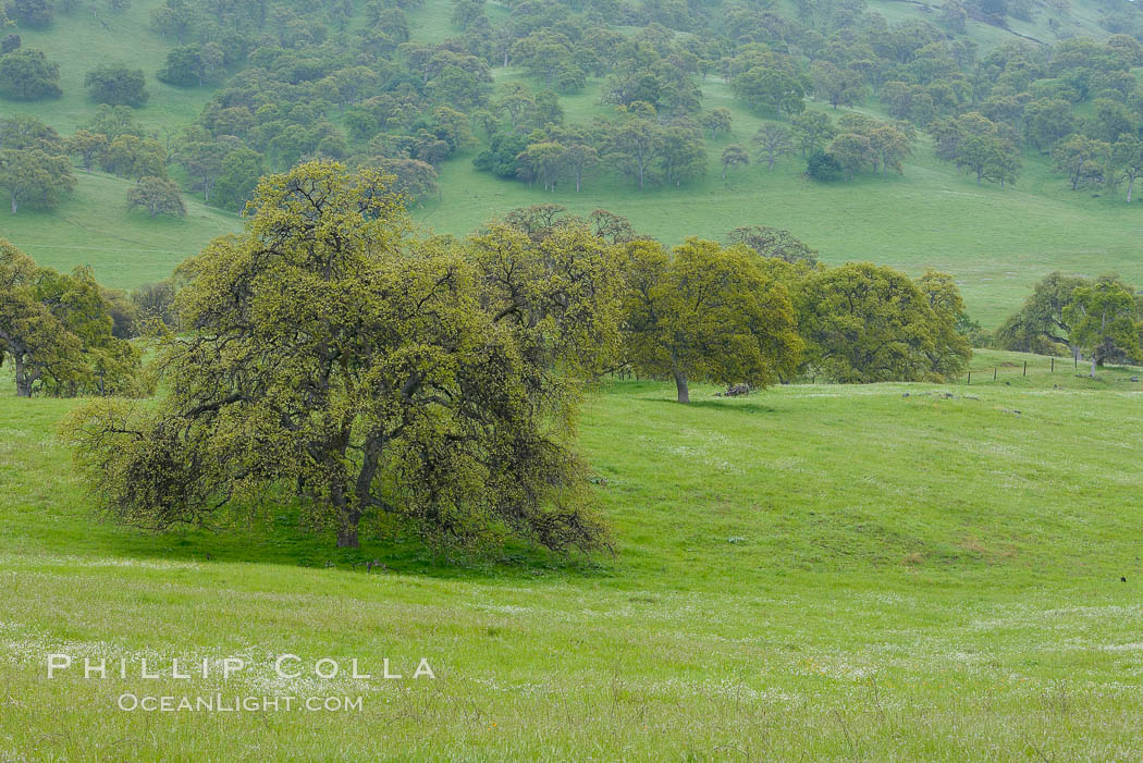 Oak trees and grass cover the countryside in green, spring, Sierra Nevada foothills. Mariposa, California, USA, Quercus, natural history stock photograph, photo id 16057