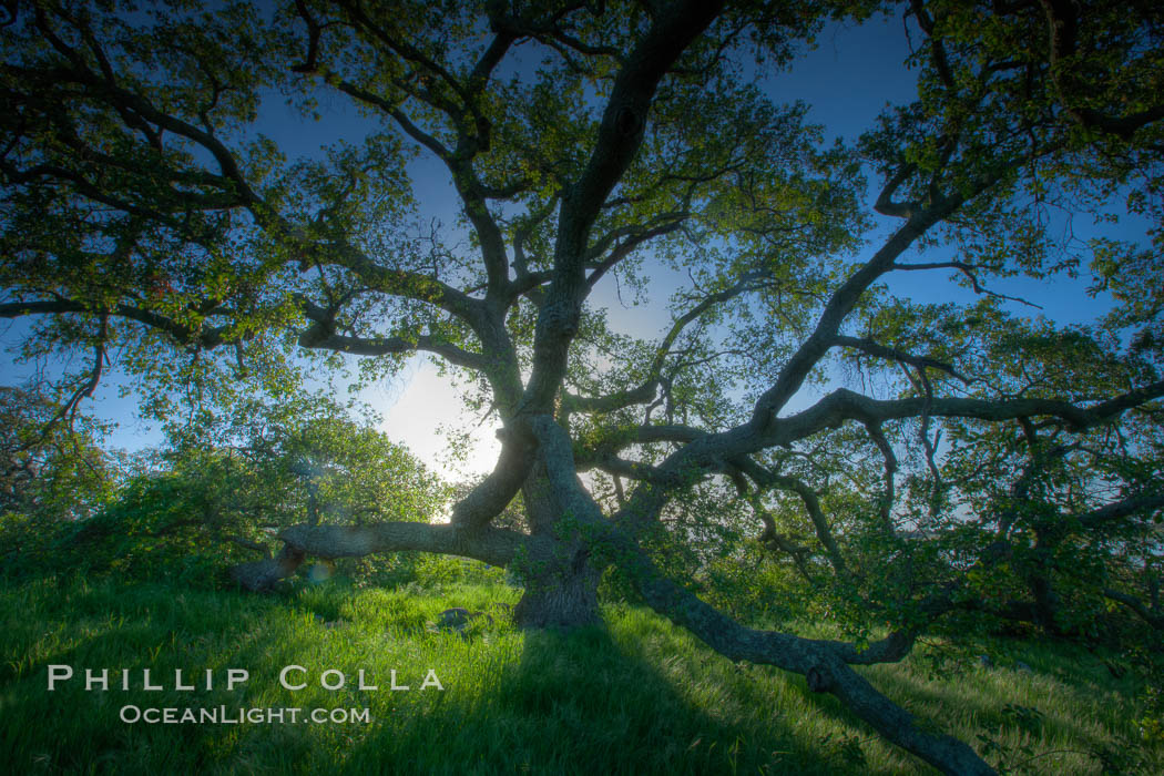 Oak tree at sunrise, Santa Rosa Plateau. Santa Rosa Plateau Ecological Reserve, Murrieta, California, USA, natural history stock photograph, photo id 24382