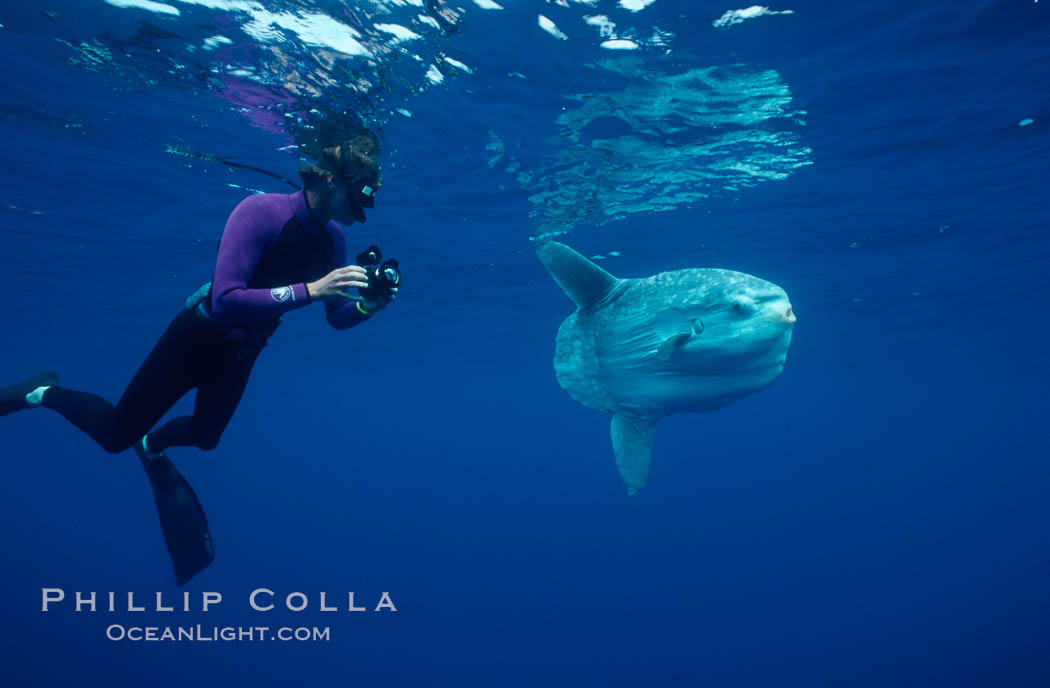 Ocean sunfish and videographer, open ocean. San Diego, California, USA, Mola mola, natural history stock photograph, photo id 02062