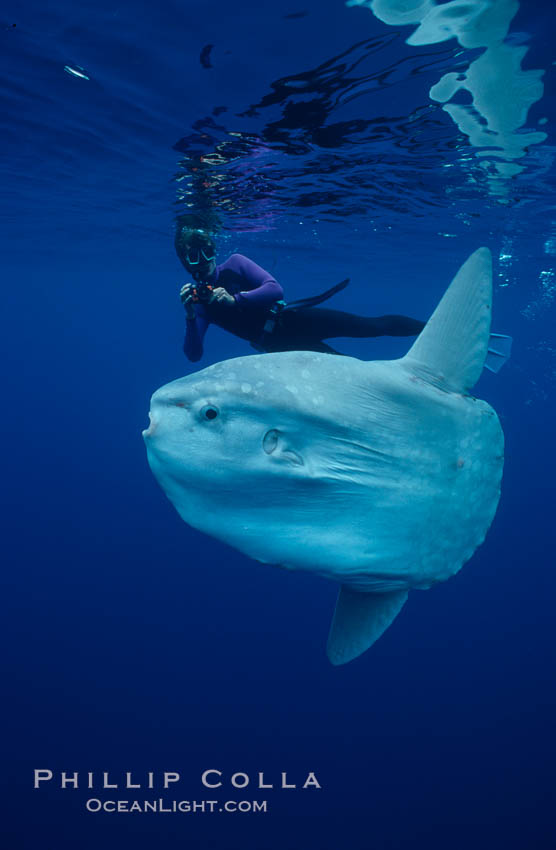 Ocean sunfish with videographer, open ocean. San Diego, California, USA, Mola mola, natural history stock photograph, photo id 02874