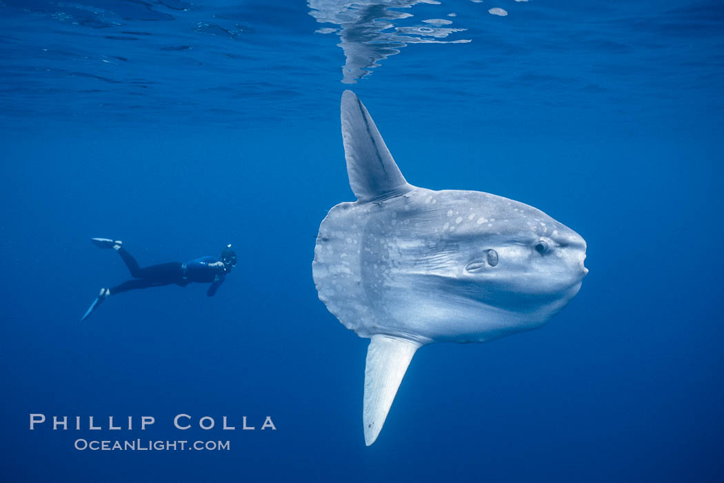 Ocean sunfish with videographer, open ocean. San Diego, California, USA, Mola mola, natural history stock photograph, photo id 02878