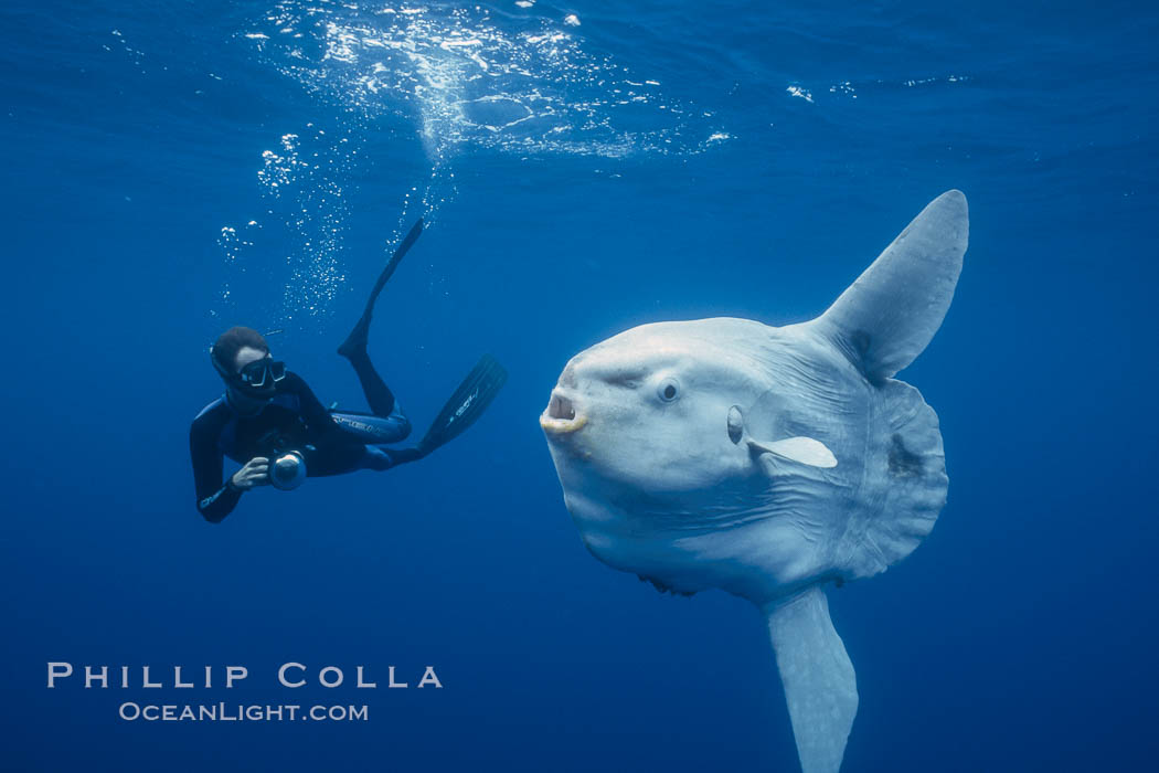 Ocean sunfish and photographer, open ocean. San Diego, California, USA, Mola mola, natural history stock photograph, photo id 03326