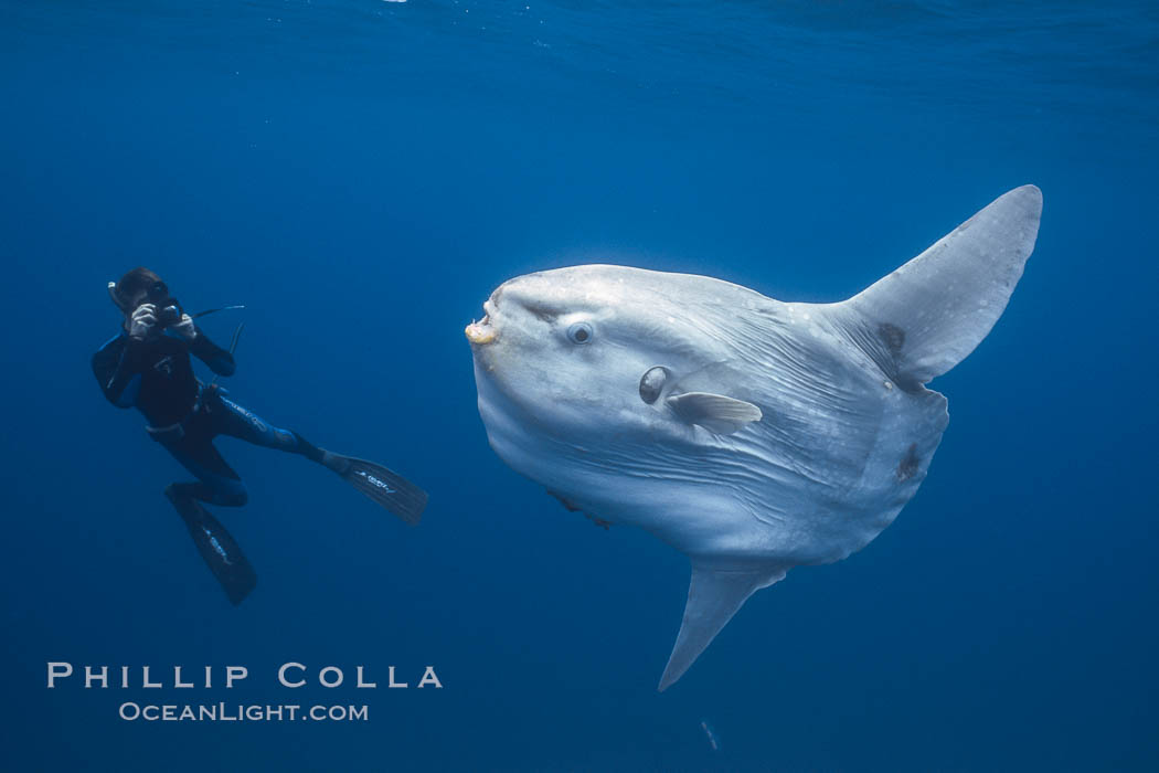 Ocean sunfish and freediving photographer , open ocean. San Diego, California, USA, Mola mola, natural history stock photograph, photo id 03834