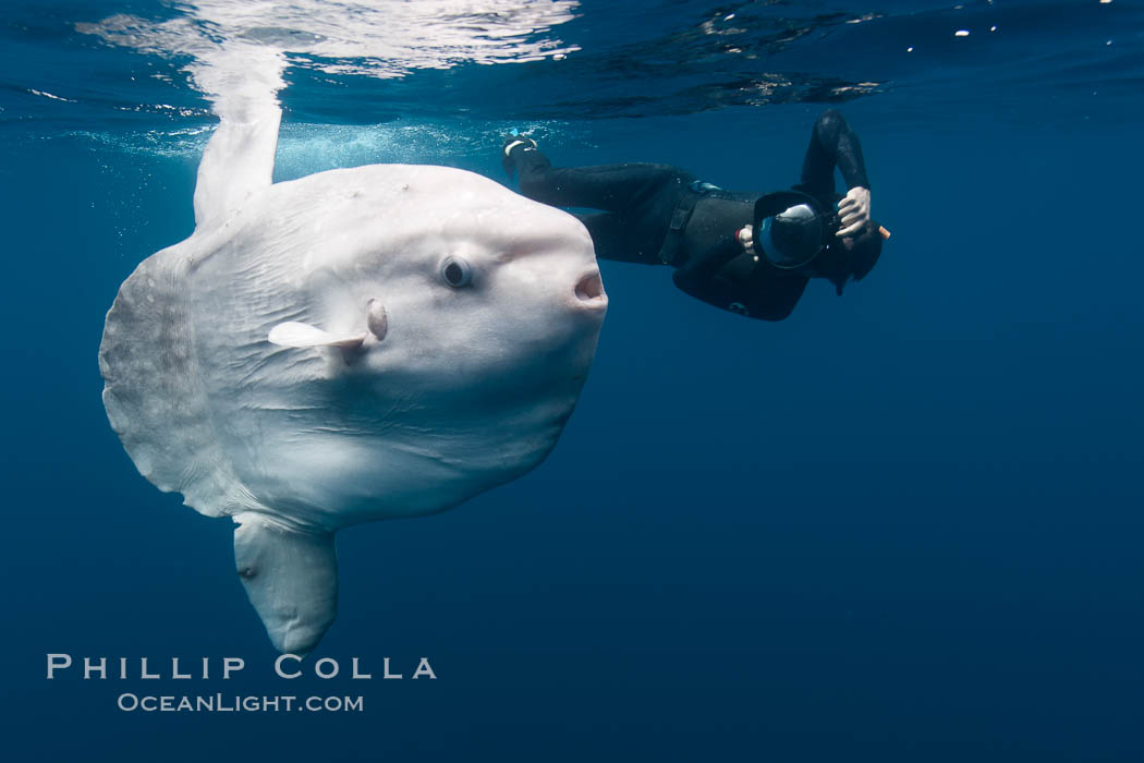 Ocean sunfish, open ocean, photographer, freediving. San Diego, California, USA, Mola mola, natural history stock photograph, photo id 26050