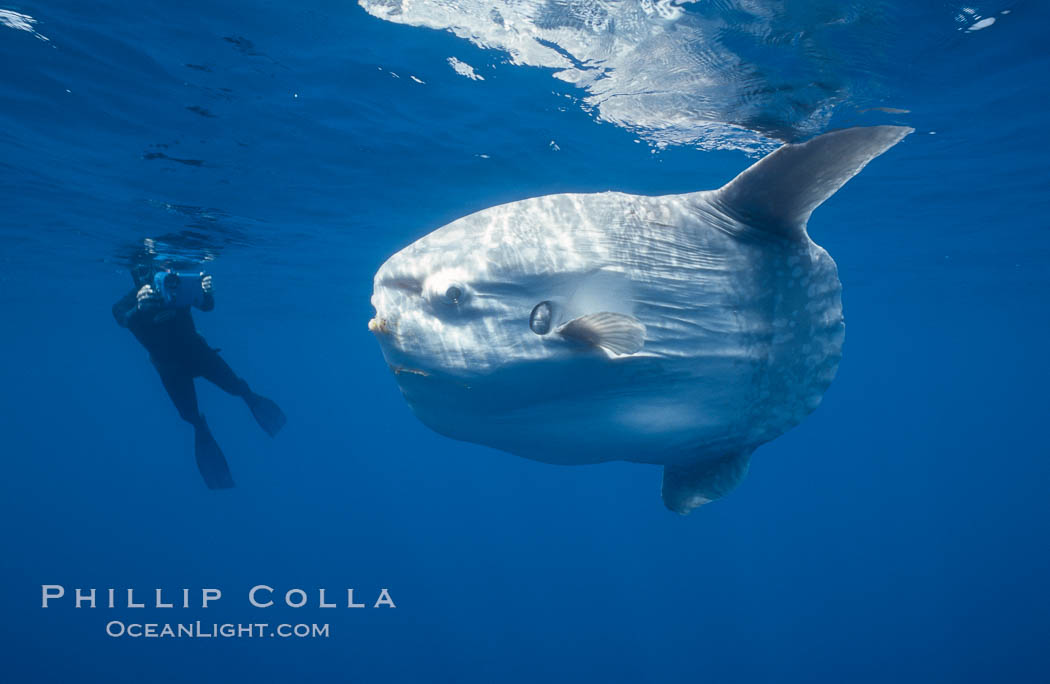 Ocean sunfish with videographer, open ocean. San Diego, California, USA, Mola mola, natural history stock photograph, photo id 02872