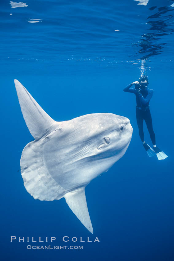 Ocean sunfish with videographer, open ocean. San Diego, California, USA, Mola mola, natural history stock photograph, photo id 02876