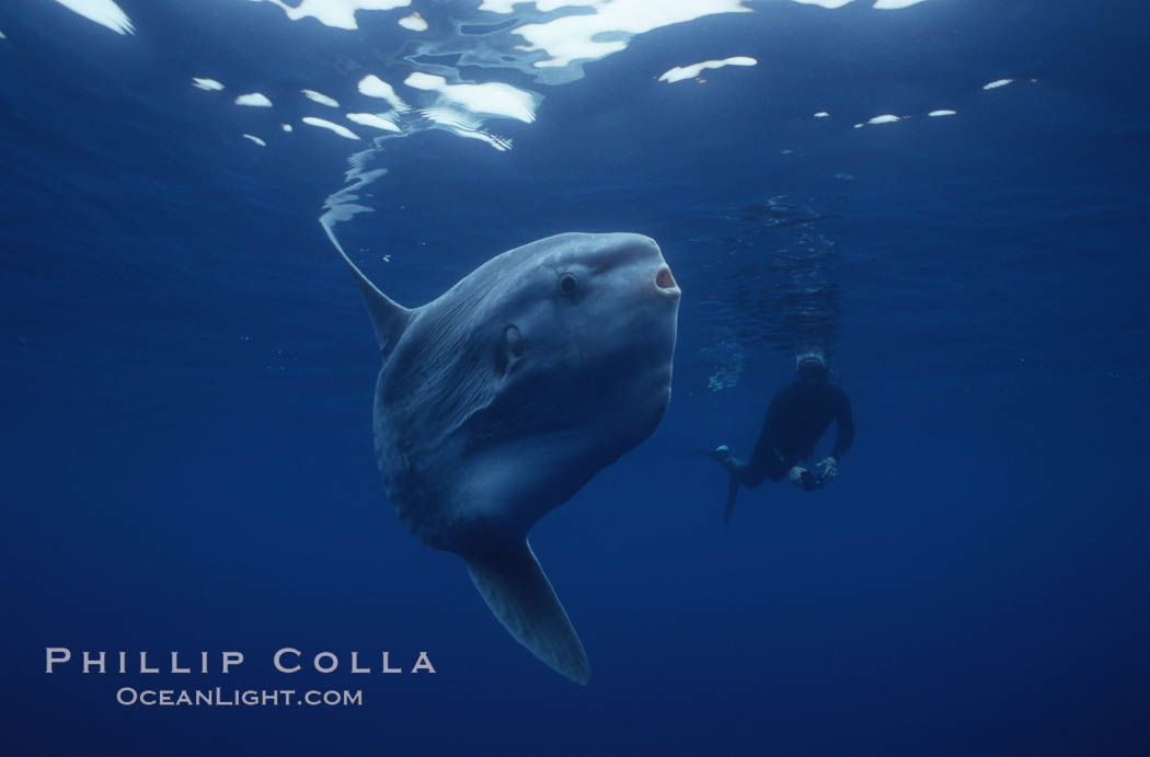 Ocean sunfish and diver, open ocean, Baja California., Mola mola, natural history stock photograph, photo id 03272