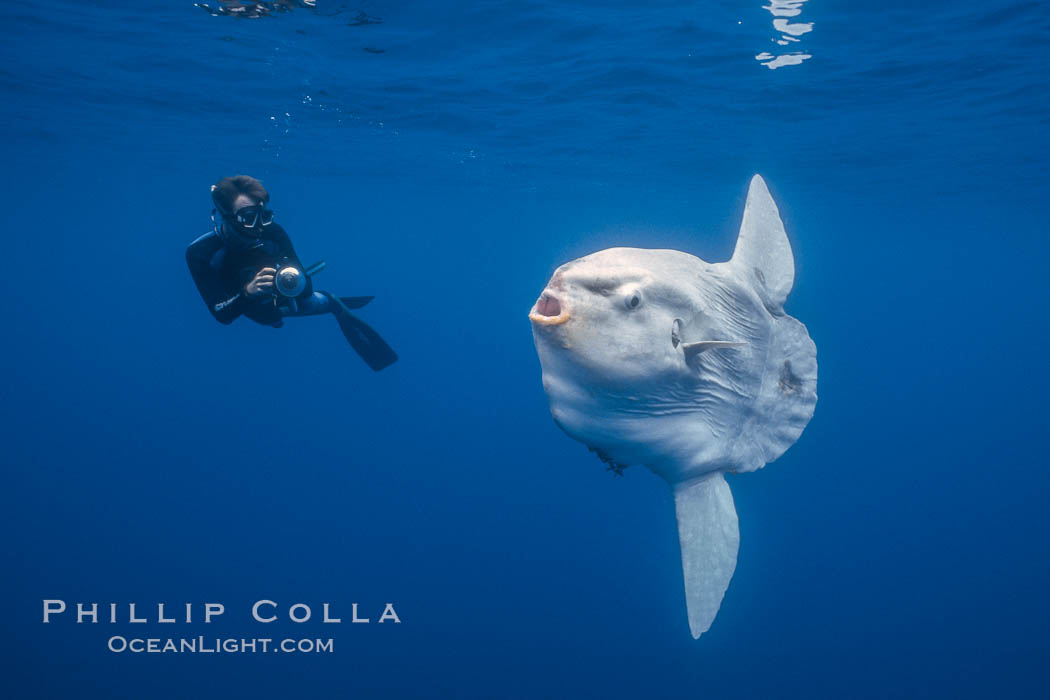 Ocean sunfish and photographer, open ocean, Mola mola, San Diego, California