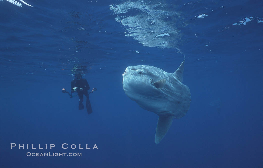 Ocean sunfish and freediving photographer, open ocean, Baja California., Mola mola, natural history stock photograph, photo id 06376
