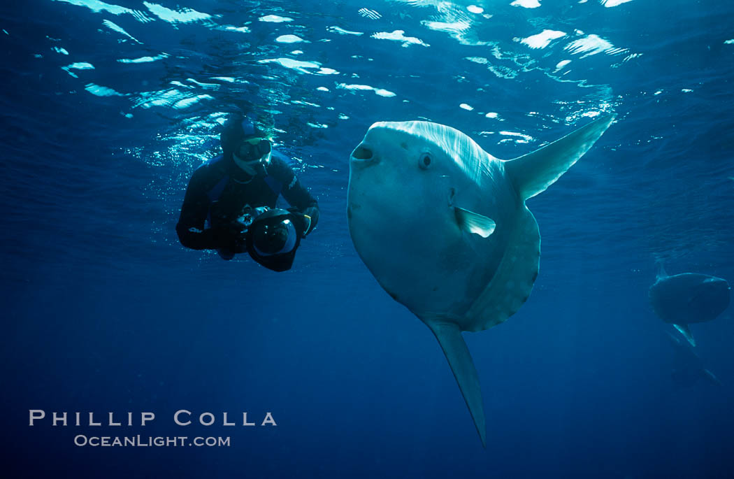 Ocean sunfish and freediving photographer Ken Howard, open ocean, Baja California., Mola mola, natural history stock photograph, photo id 06420