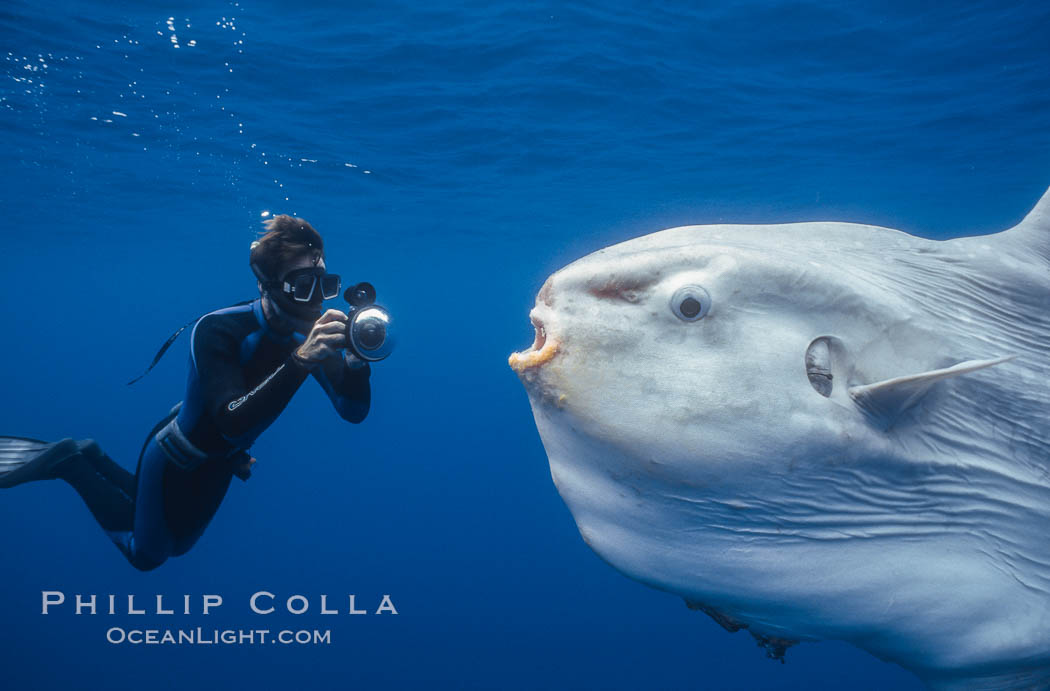 Ocean sunfish and photographer, open ocean. San Diego, California, USA, Mola mola, natural history stock photograph, photo id 03323