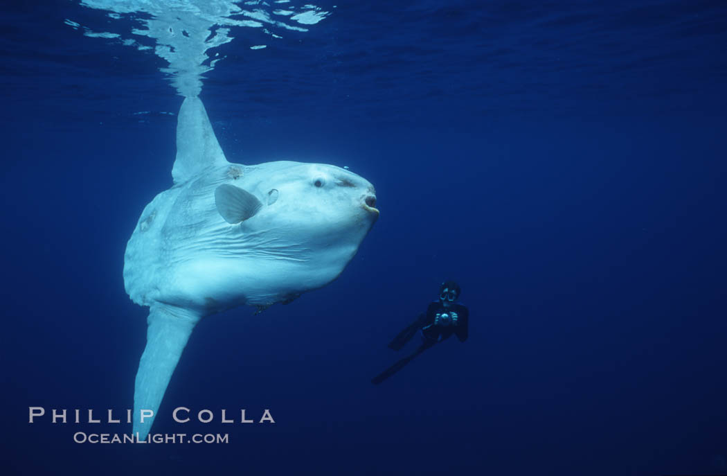 Ocean sunfish and photographer, open ocean. San Diego, California, USA, Mola mola, natural history stock photograph, photo id 03327