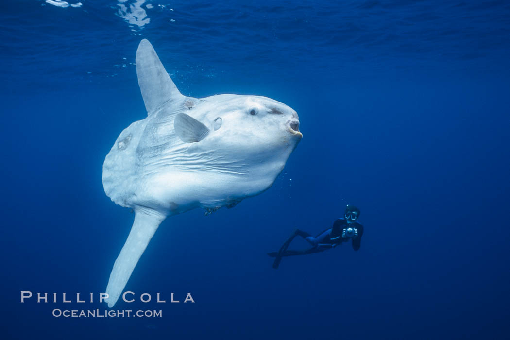 Enormous Ocean sunfish and freediving photographer, open ocean. San Diego, California, USA, Mola mola, natural history stock photograph, photo id 03491