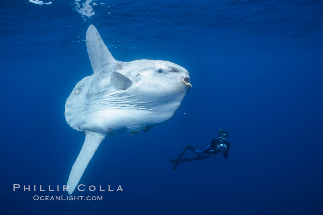 Ocean sunfish and freediving photographer, open ocean, Mola mola, San Diego, California