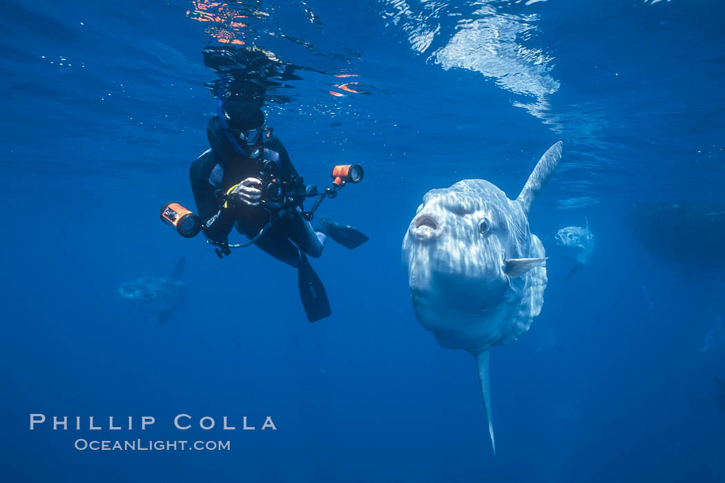 Ocean sunfish and freediving photographer, open ocean, Baja California., Mola mola, natural history stock photograph, photo id 06343