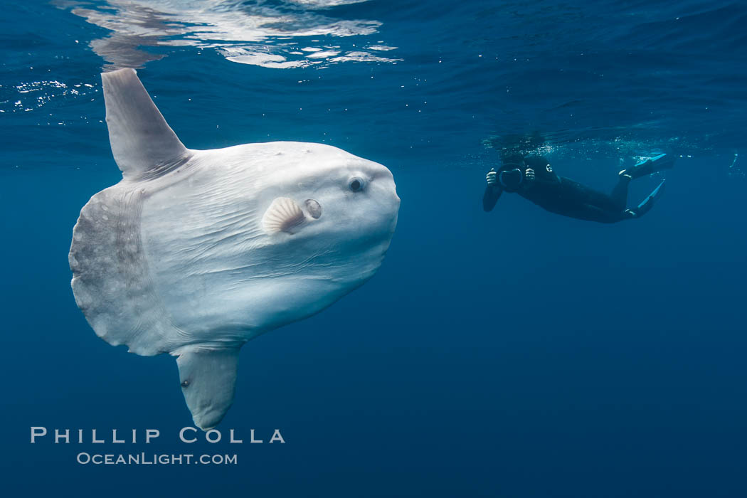 Ocean sunfish, open ocean, photographer, freediving. San Diego, California, USA, Mola mola, natural history stock photograph, photo id 26051