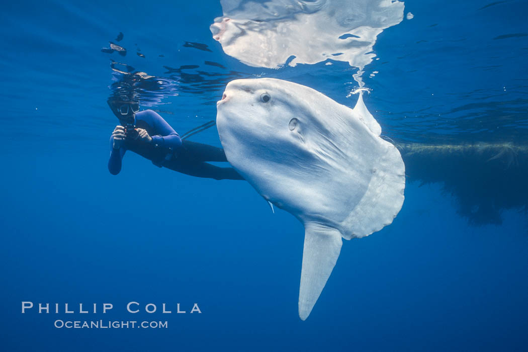 Ocean sunfish with videographer, open ocean. San Diego, California, USA, Mola mola, natural history stock photograph, photo id 02877