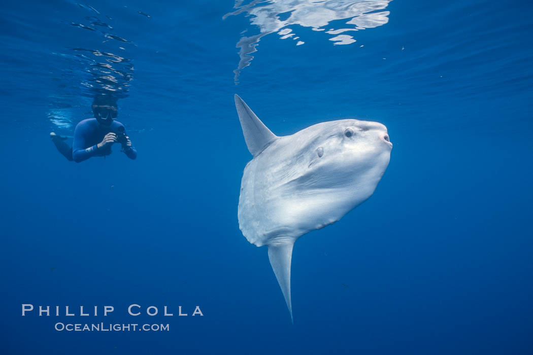 Ocean sunfish with videographer, open ocean. San Diego, California, USA, Mola mola, natural history stock photograph, photo id 02881