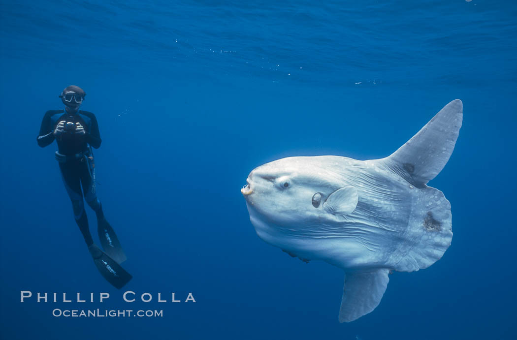 Ocean sunfish and freediving photographer , open ocean. San Diego, California, USA, Mola mola, natural history stock photograph, photo id 03833