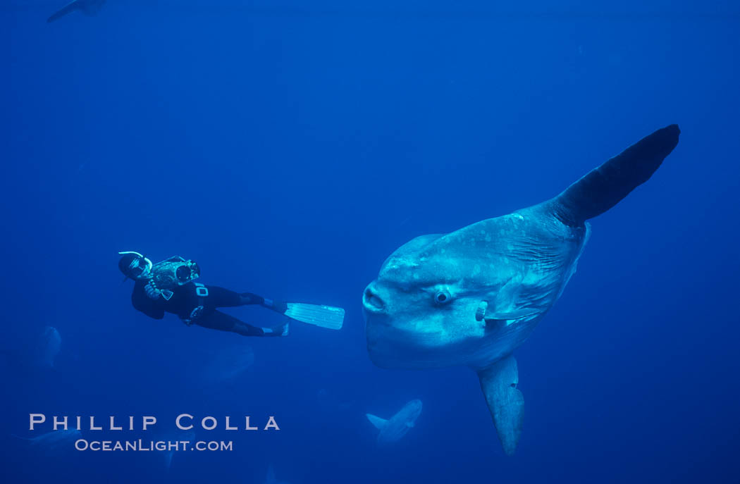 Ocean sunfish and freediving videographer open ocean, Baja California., Mola mola, natural history stock photograph, photo id 06409