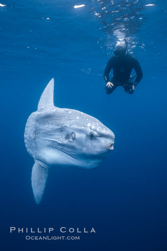 Ocean sunfish and photographer, open ocean. San Diego, California, USA, natural history stock photograph, photo id 03270