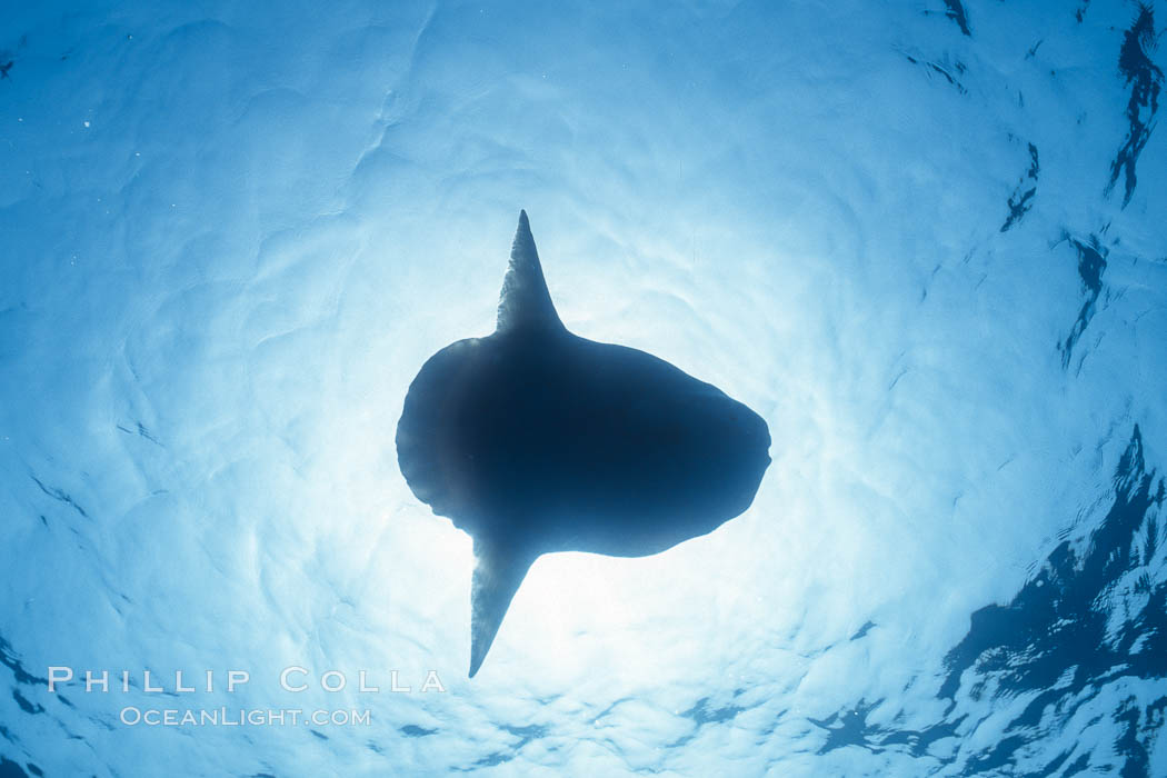 Ocean sunfish viewed from below, sunning/basking at surface, open ocean. San Diego, California, USA, natural history stock photograph, photo id 03490