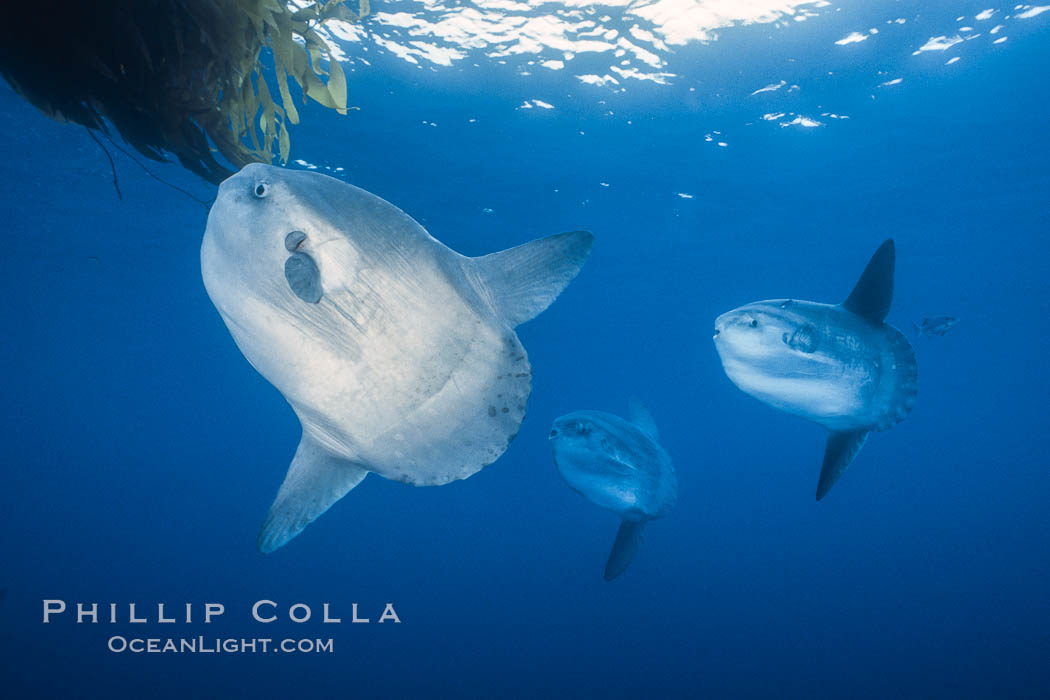 Ocean sunfish schooling, open ocean near San Diego. California, USA, Mola mola, natural history stock photograph, photo id 03606