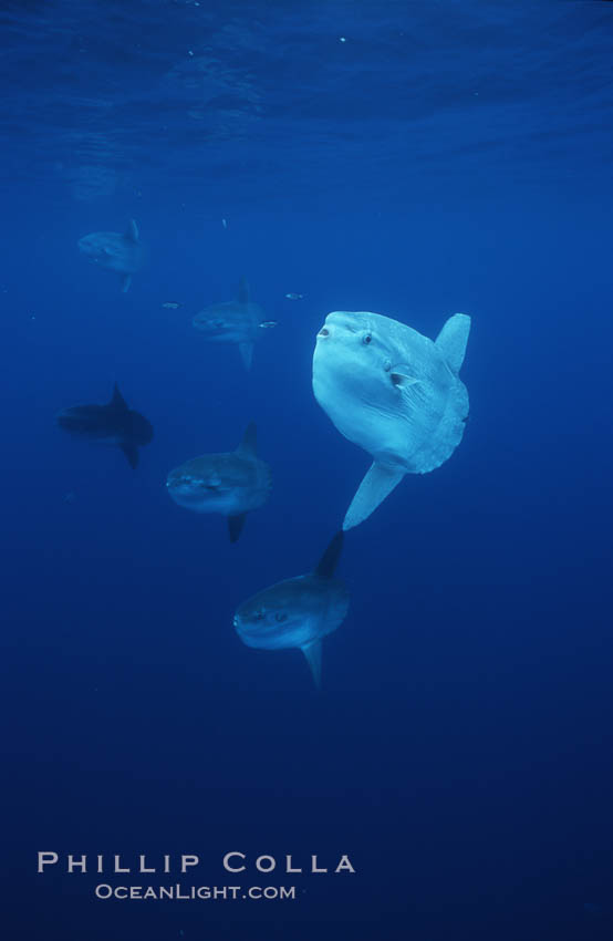 Ocean sunfish schooling, open ocean near San Diego. California, USA, Mola mola, natural history stock photograph, photo id 03614