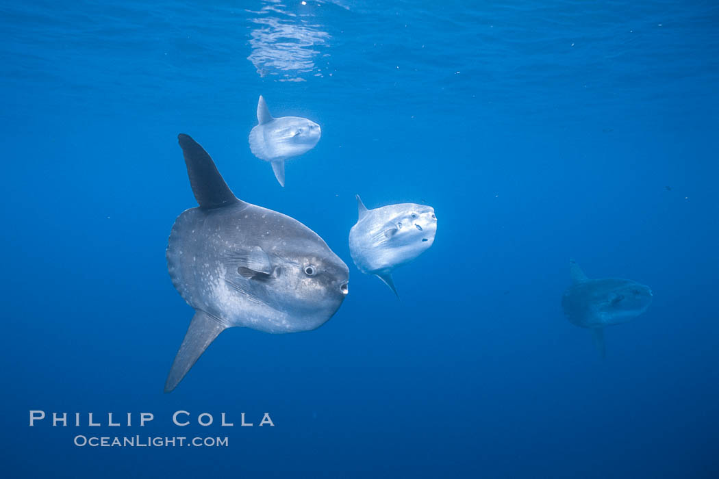 Ocean sunfish schooling, open ocean near San Diego. California, USA, Mola mola, natural history stock photograph, photo id 03622