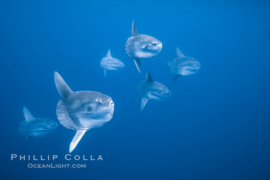 Ocean sunfish schooling, open ocean near San Diego. California, USA, Mola mola, natural history stock photograph, photo id 03626