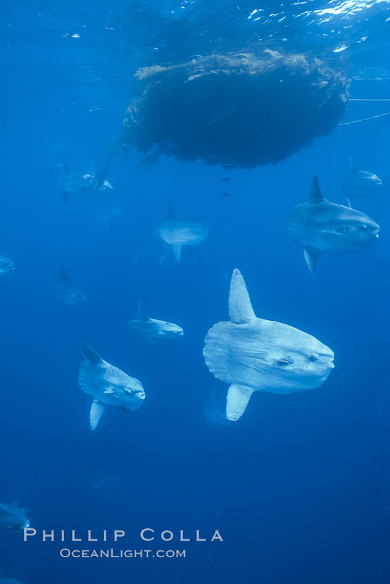 Ocean sunfish schooling near drift kelp, soliciting cleaner fishes, open ocean, Baja California., Mola mola, natural history stock photograph, photo id 06366
