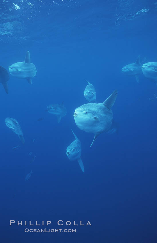Ocean sunfish schooling near drift kelp, soliciting cleaner fishes, open ocean, Baja California., Mola mola, natural history stock photograph, photo id 06374