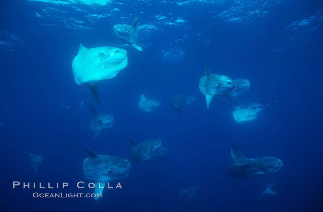 Ocean sunfish schooling near drift kelp, soliciting cleaner fishes, open ocean, Baja California., Mola mola, natural history stock photograph, photo id 06398