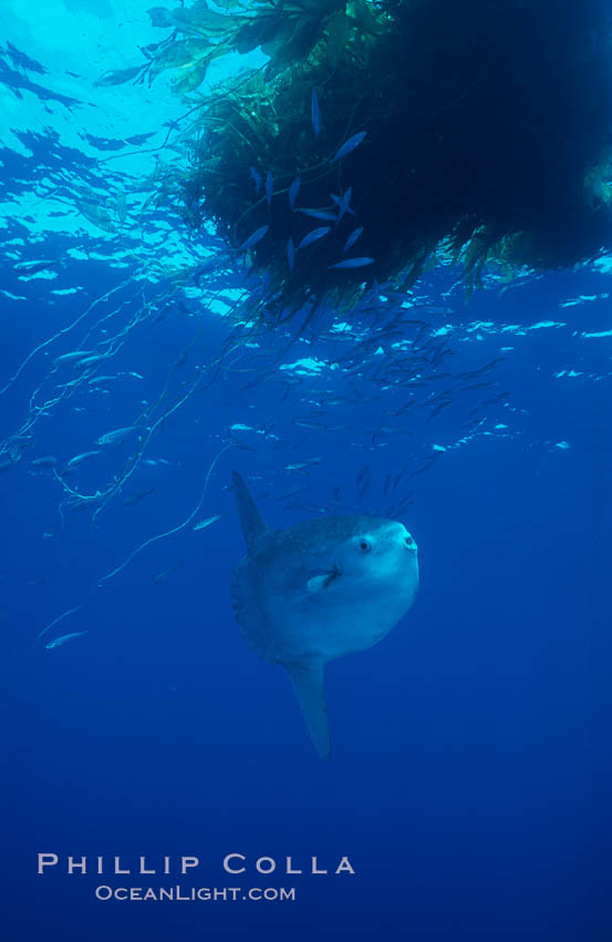 Ocean sunfish near drift kelp, soliciting cleaner fishes, open ocean, Baja California., Mola mola, natural history stock photograph, photo id 06402