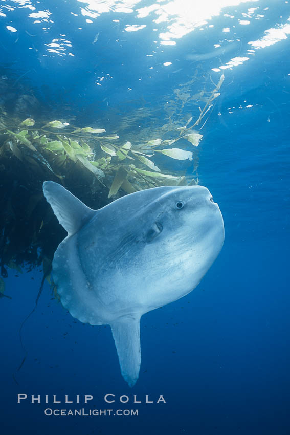 Ocean sunfish schooling near drift kelp, soliciting cleaner fishes, open ocean, Baja California., Mola mola, natural history stock photograph, photo id 06418